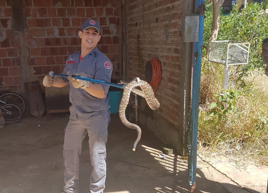 Aumento de cobras capturadas assusta população