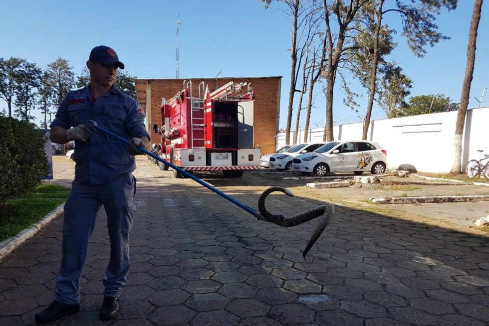 Bombeiros capturam mais cobras em Marília