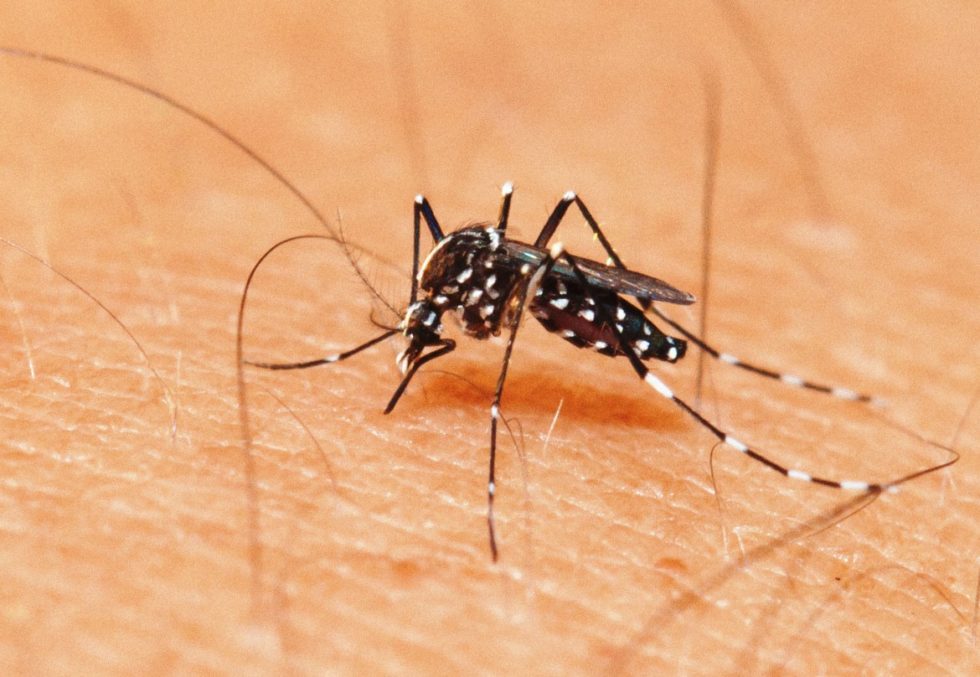 Saúde confirma caso positivo de Chikungunya