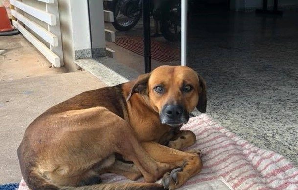 Cão espera por dono em hospital há 4 meses