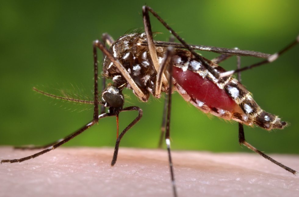 PF vê desvios de dinheiro do mosquito em Minas