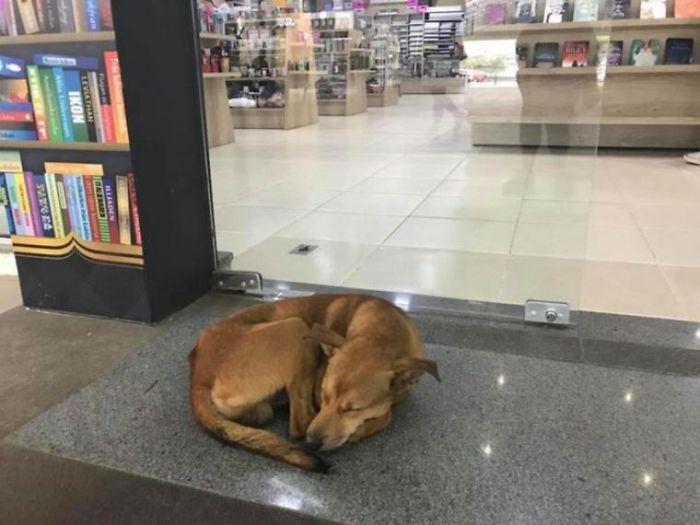 Cão rouba livro e título da obra surpreende