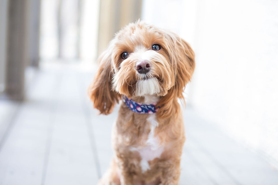 Estudo mostra em que idade os cachorros são mais fofos