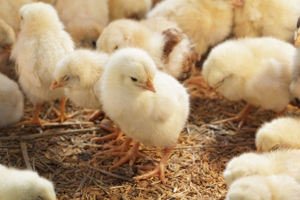 Granja descarta ovos e pintinhos por falta de ração