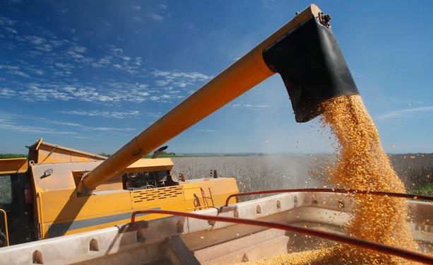 MP libera estoques de milho da Conab para criadores de aves e suínos