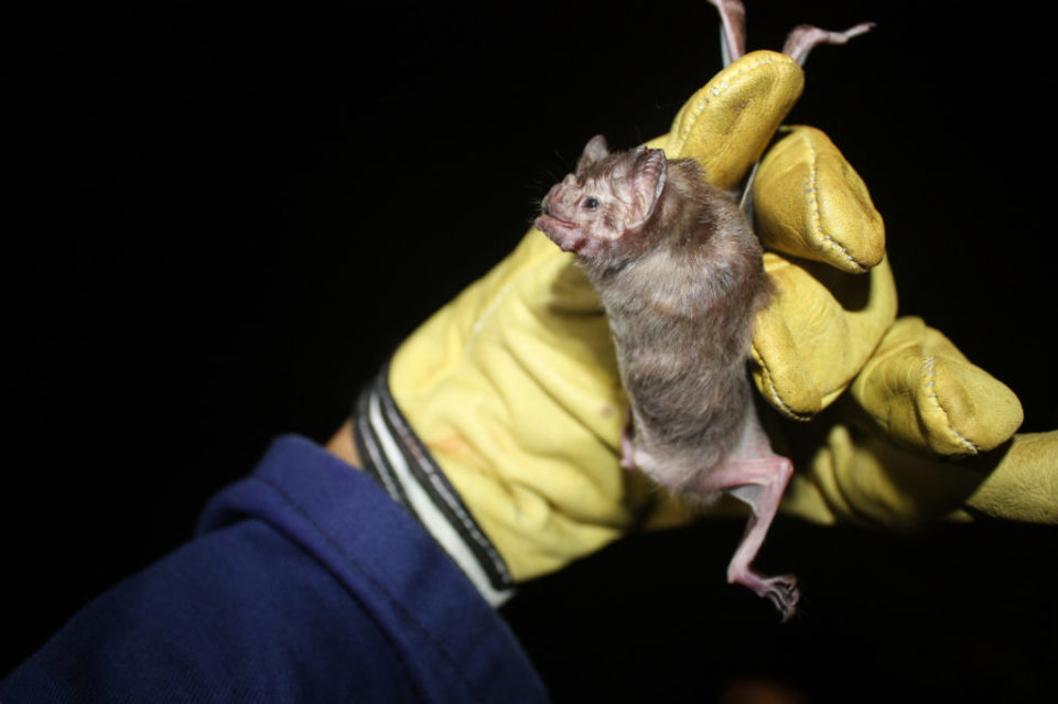 Pará registra mais uma morte por suspeita de raiva humana