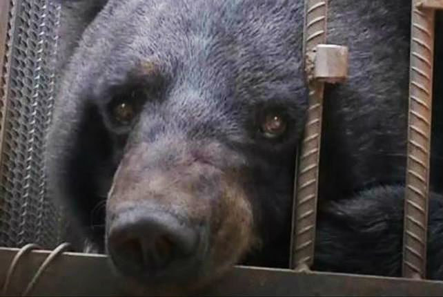 Família chinesa cria filhote de urso achando que era um cachorro