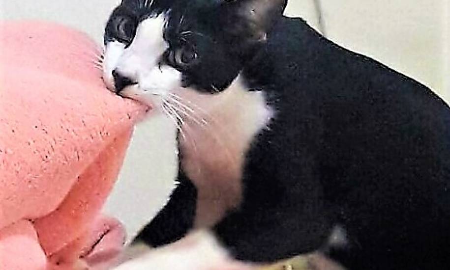 Dona de gato cleptomaníaco cria perfil para devolver itens furtados