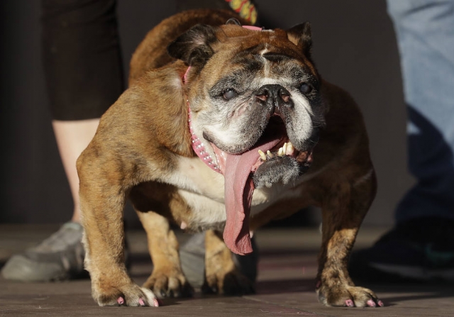 Morre Zsa Zsa, o cachorro mais feio do mundo, aos 9 anos