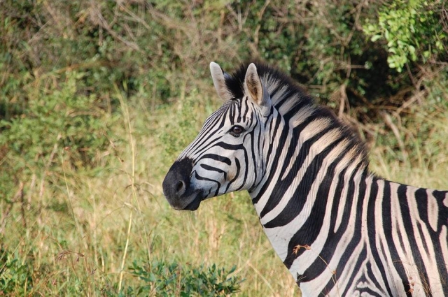 Zoológico é acusado de pintar burro como se fosse zebra