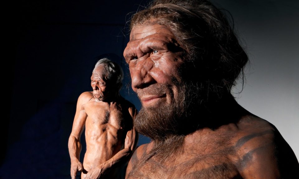 Cientista cria minicérebro com gene de Neanderthal