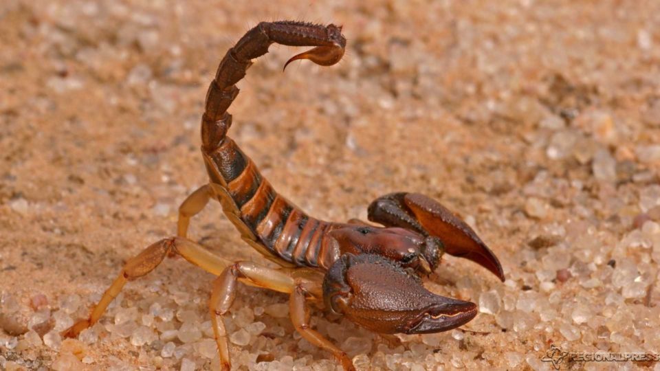 Em SP, ataques de escorpião crescem e assustam interior