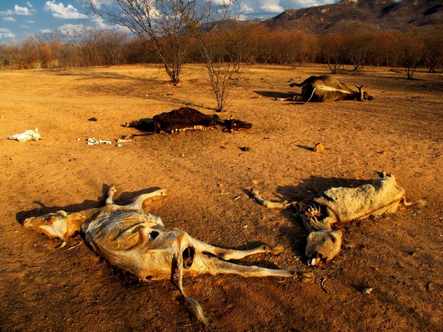 Seca é maior desastre ambiental do País