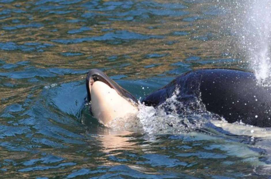 Orca carrega filhote morto há mais de duas semanas e preocupa cientistas