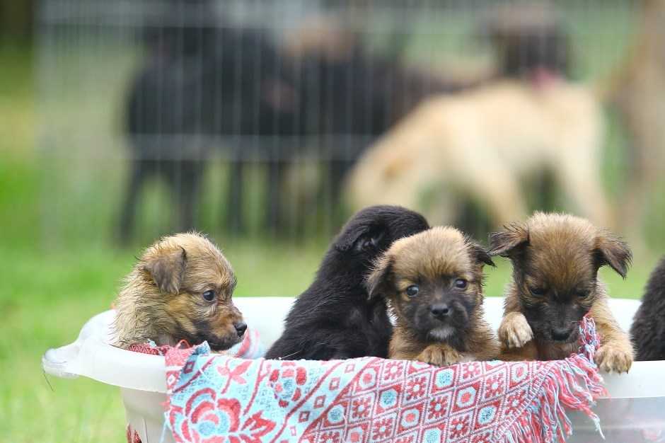 Governo da Inglaterra proíbe venda de pets