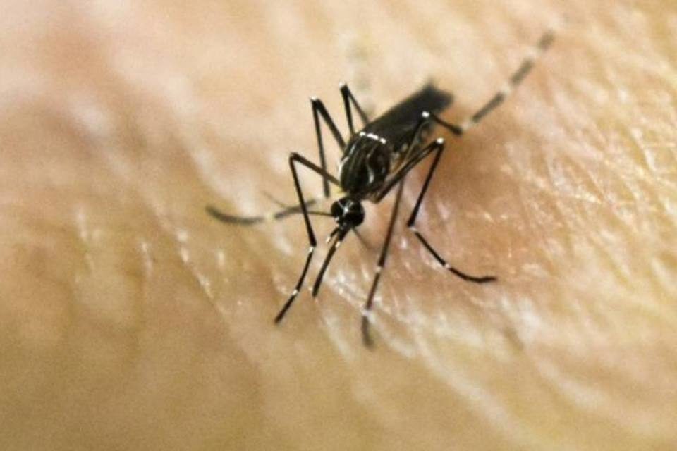 Estudo aponta que zika veio do Haiti