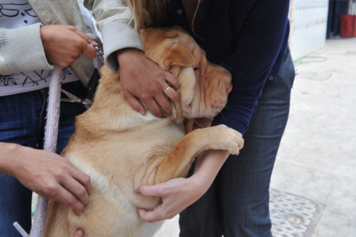 Após vacinar quase 13 mil animais, campanha antirrábica vai para zona sul