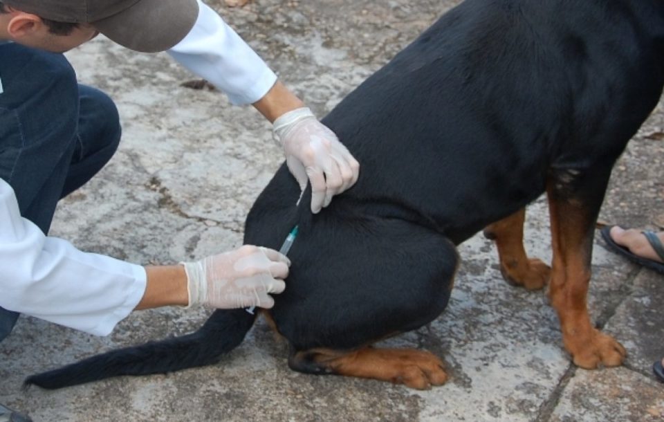 Vacinação antirrábica segue neste sábado