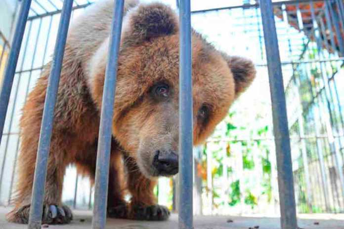 ‘Ursa mais triste do mundo’ deixa Piauí e viaja para São Paulo