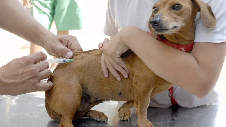 Zoonoses vacina 20 mil cães e gatos contra raiva e segue para os Distritos