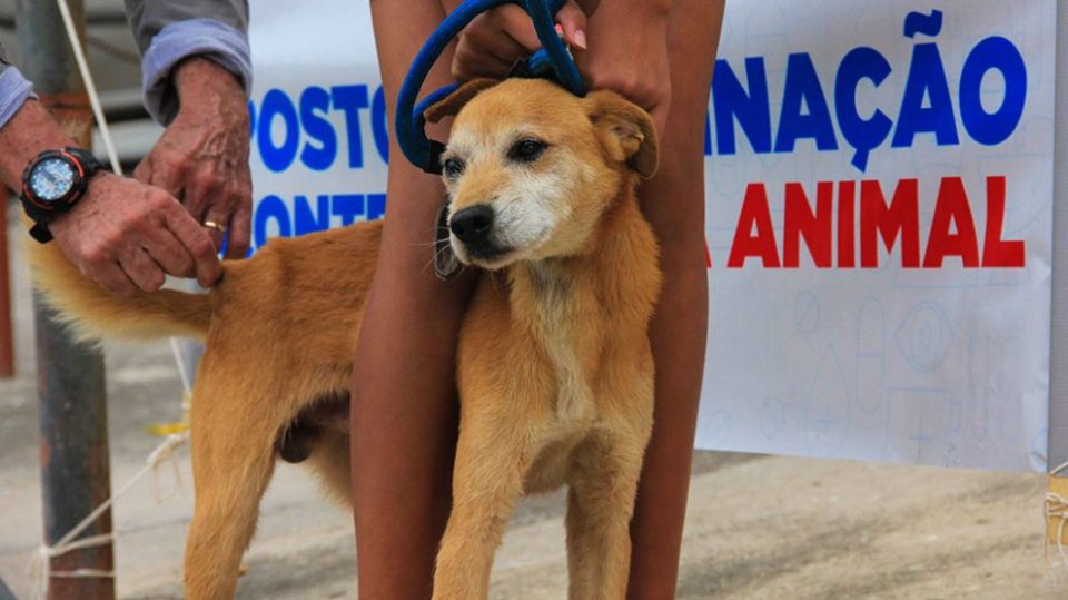 Vacinação antirrábica 2018 termina com aumento de 20% na cobertura