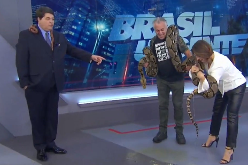 Cobra causa ‘confusão’ em programa de Datena ao vivo