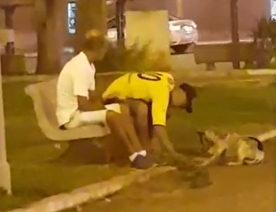 Polícia prende acusado de agredir cachorro a pedradas em Gália