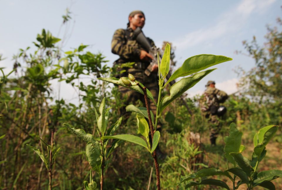 Cultivo de coca no Peru avança na direção do Brasil