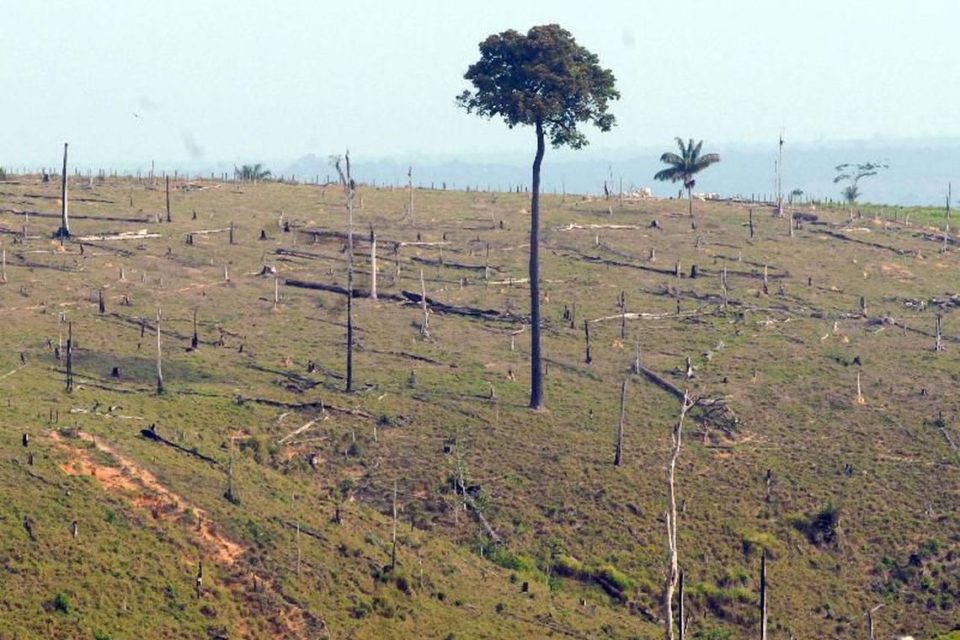 Desmatamento na Amazônia aumenta 13,7% em um ano