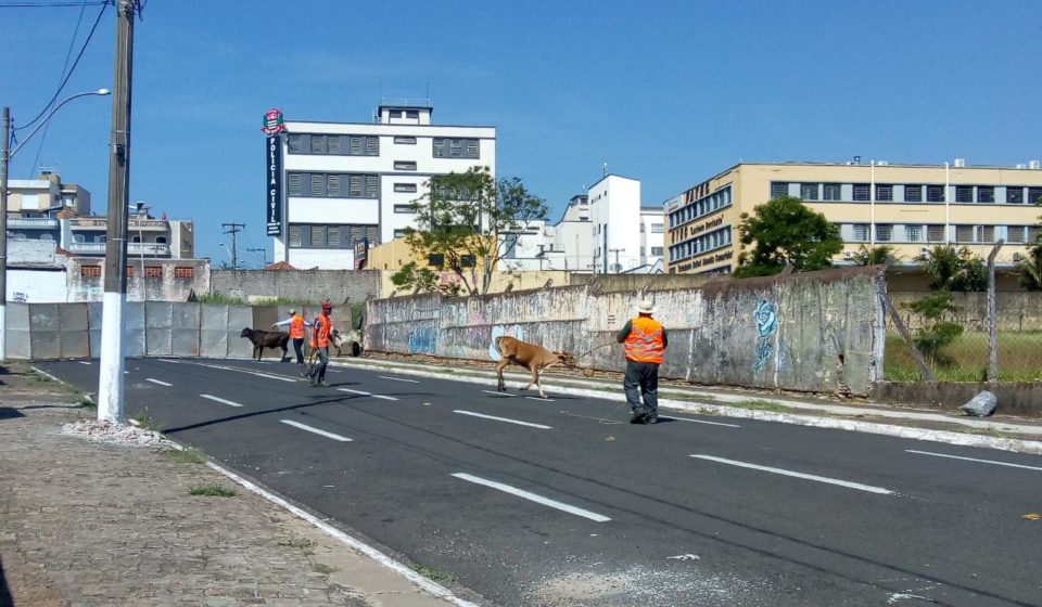 Bois e cavalos soltos em vias públicas são recolhidos pela Prefeitura