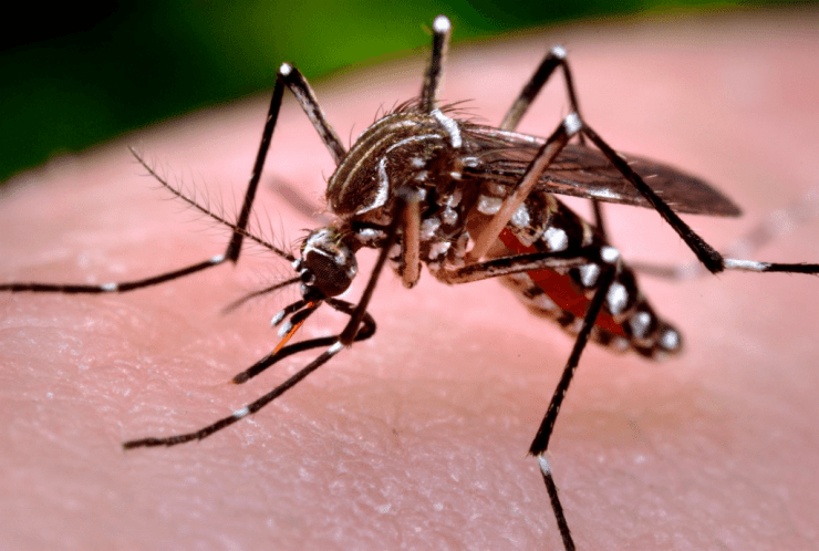 Dia D de combate ao Aedes aegypti é realizado em todo o País