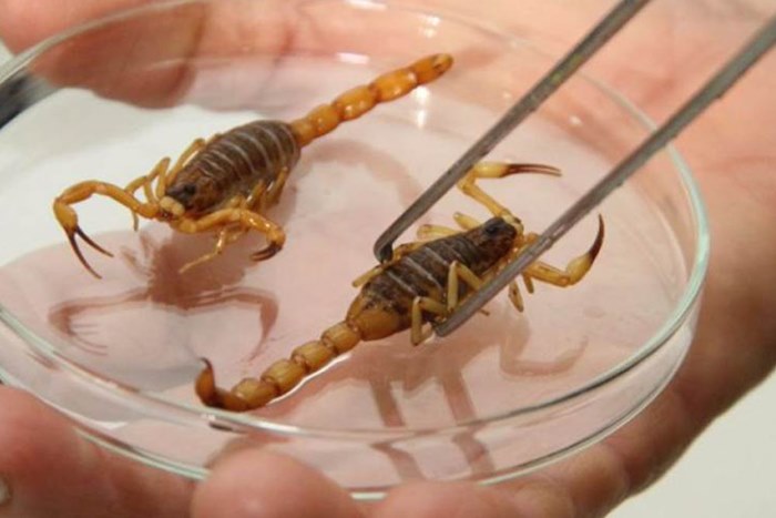 Dezembro tem alto índice para picadas de escorpião em Marília