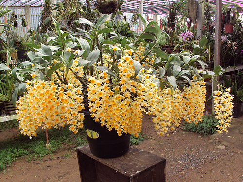 5ª Exposição e Venda de Orquídeas acontece neste final de semana