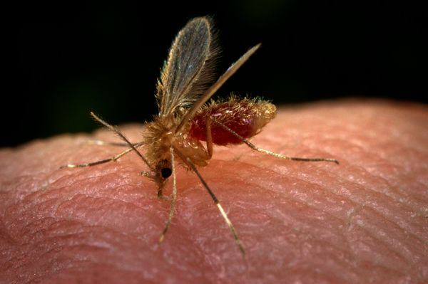 Mosquito da leishmaniose prefere se alimentar de maconha