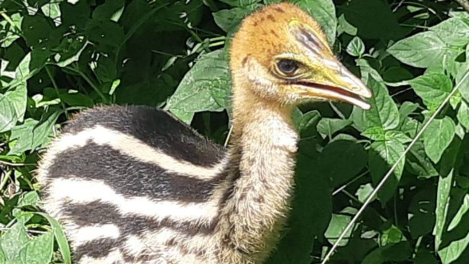 Zoológico de Bauru consegue reproduzir ave gigante da Oceania