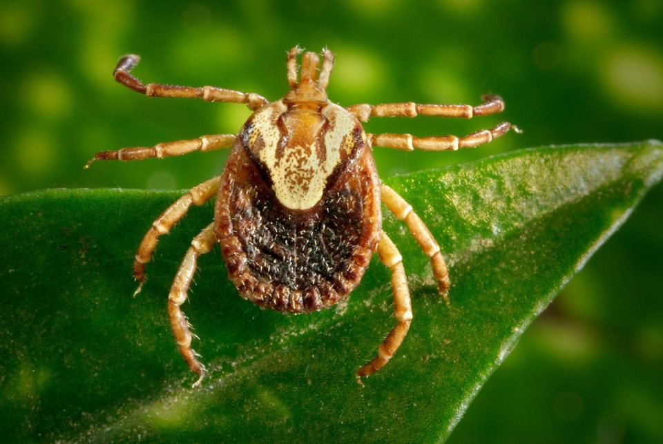 Prefeitura confirma terceira morte por febre maculosa em Pedreira