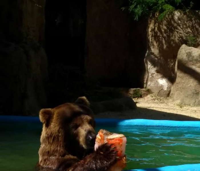 Com sensação térmica de 45 °C, zoo do Rio refresca animais com picolé