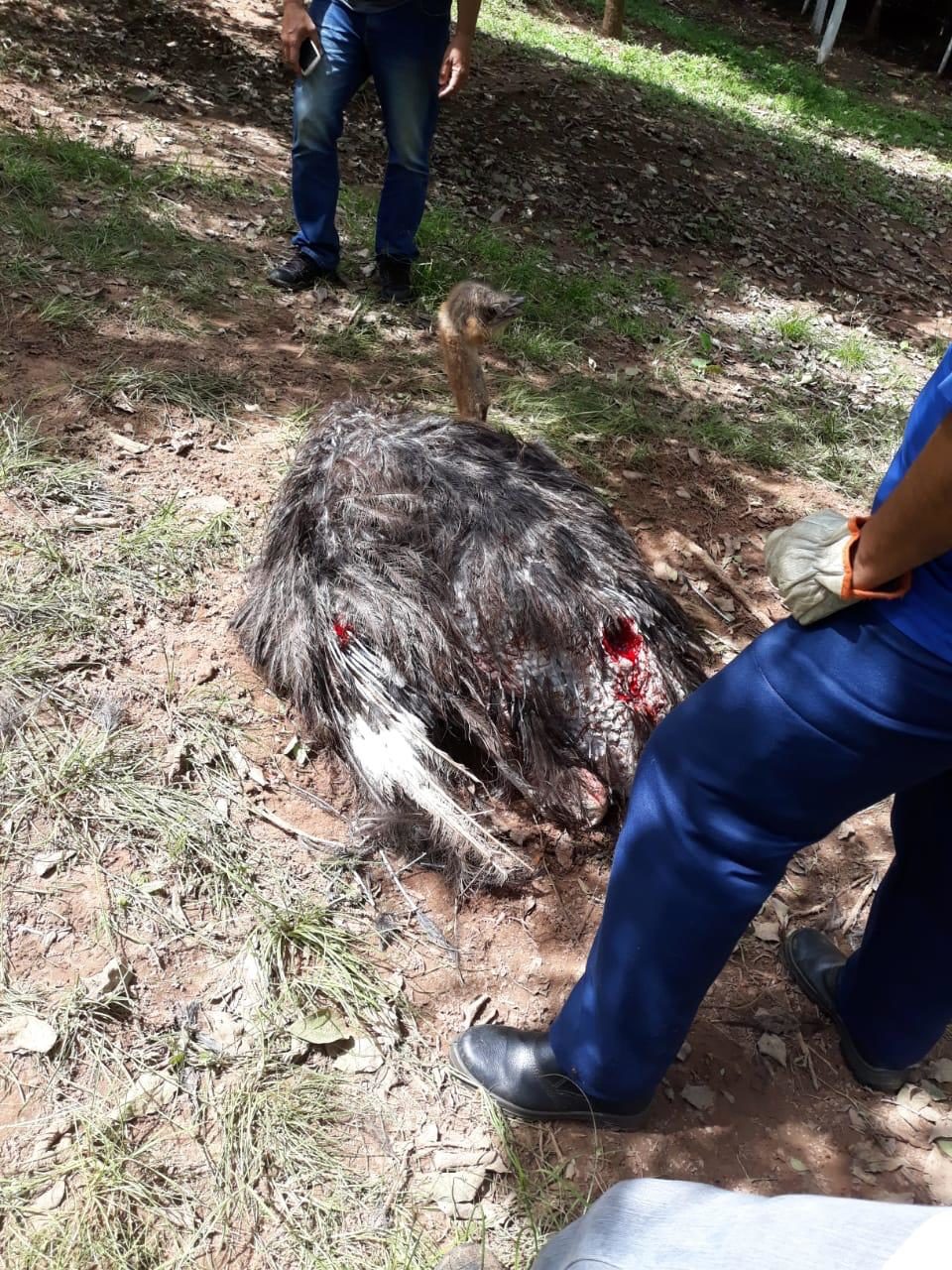 Onça ataca avestruz e Bosque Municipal precisa ser fechado