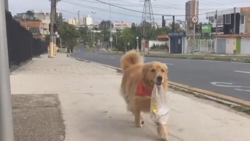 Cadela faz sucesso nas redes ao buscar pão ‘sozinha’ na padaria