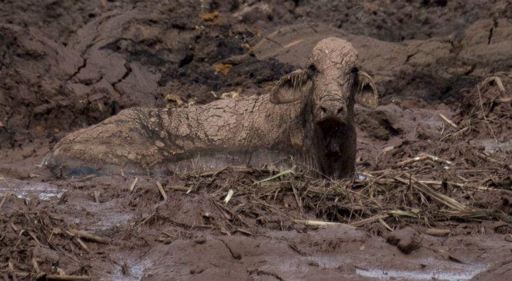 Animais presos no barro são sacrificados a tiros