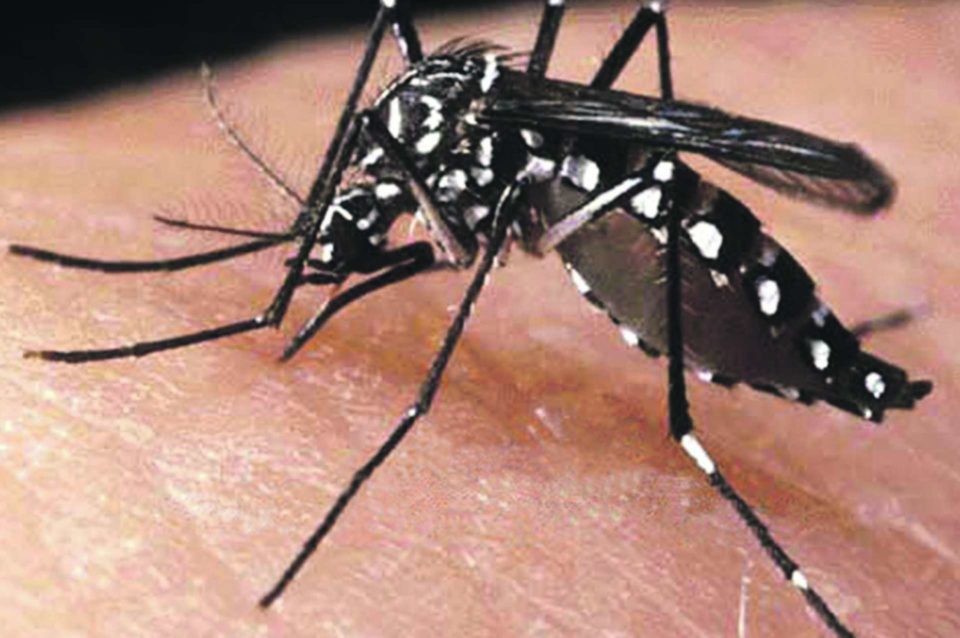 Viagens de férias exigem atenção com focos do Aedes aegypti