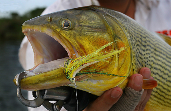 Lei proíbe pesca de dourado por cinco anos em Mato Grosso do Sul