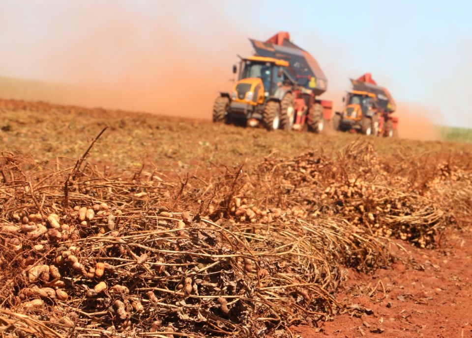 Exportação de amendoim tem ‘boom’ e vira carro-chefe em Marília