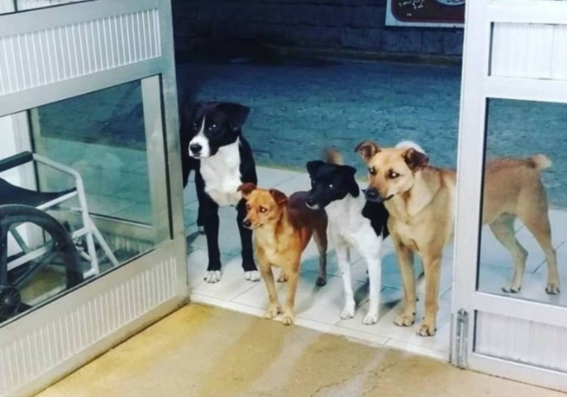 Cachorros aguardam por morador de rua que foi internado em hospital