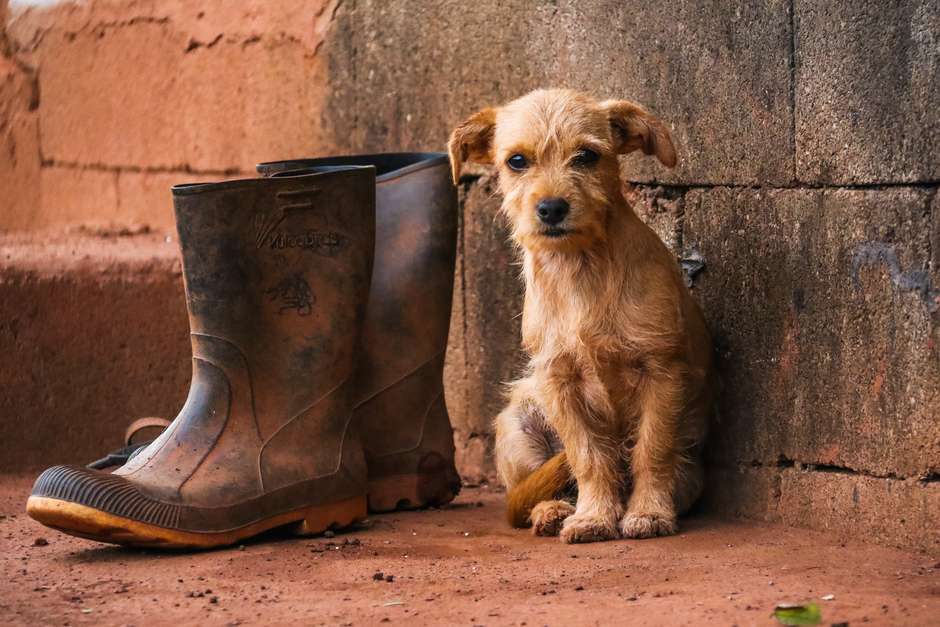 Luisa Mell denuncia descaso com resgate de animais em Brumadinho