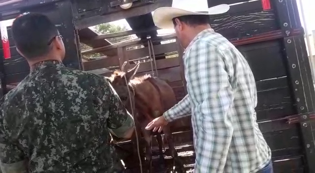 Polícia resgata jumenta por maus-tratos em Júlio Mesquita