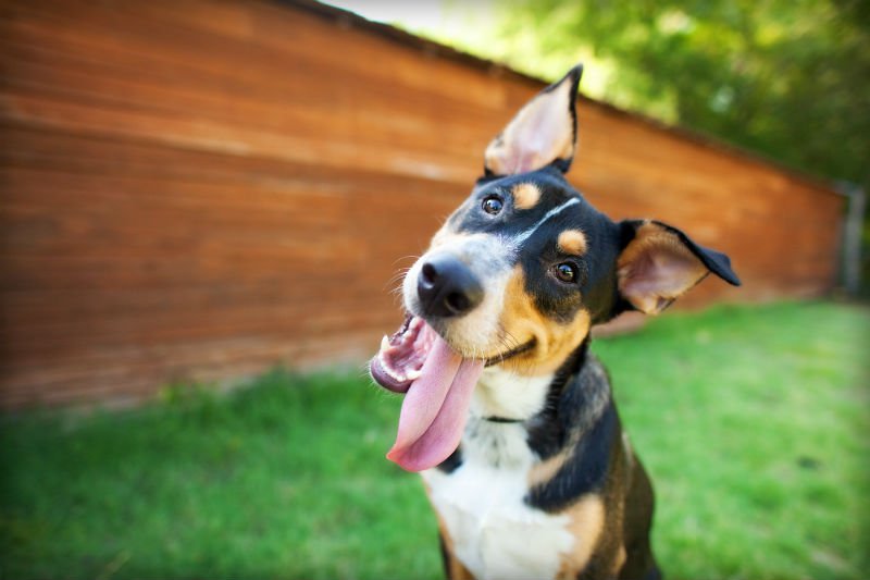 Saiba quais são os nomes de cachorros mais comuns em 2018