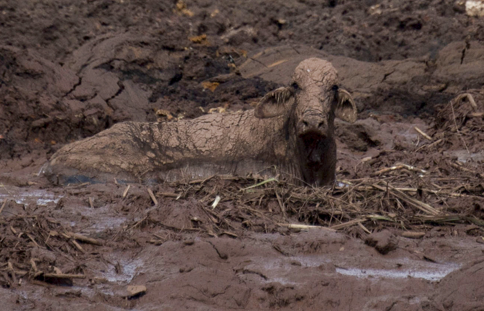 Equipe resgata 350 animais em Brumadinho