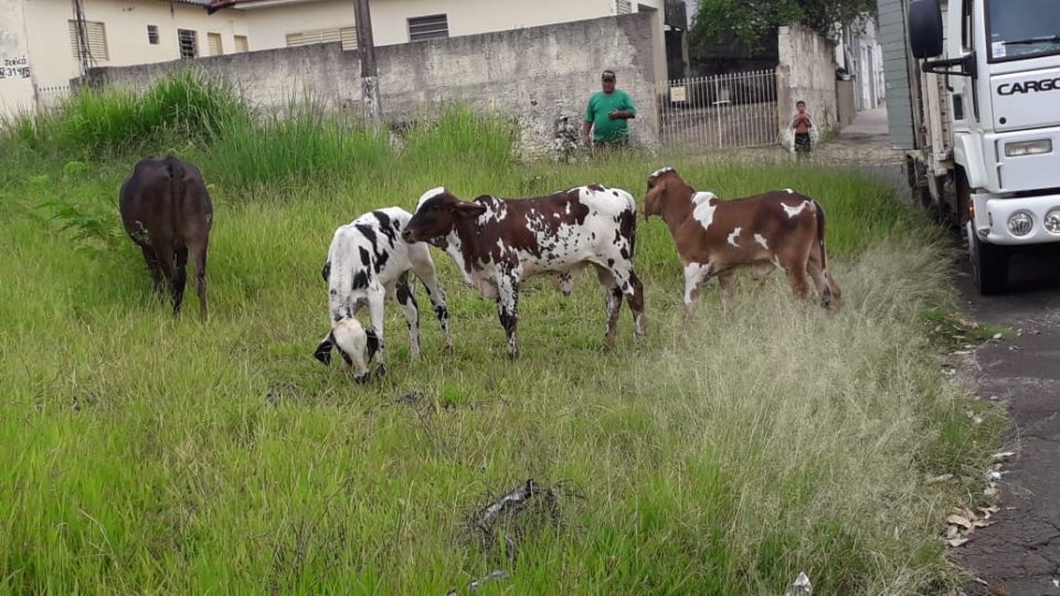 Cavalos soltos na SP-294 quase causam acidentes