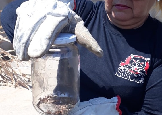 Sicoe localiza 11 escorpiões em um dia na zona Norte